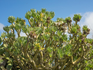 die Kanareninsel Teneriffa
