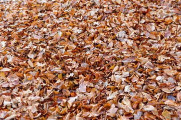 Autumn leaves
