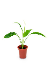 Spathiphyllum (Female happiness). Homey flower on a white background