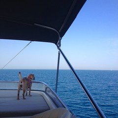 Pies na morzu wpatrzony w horyzont - obrazy, fototapety, plakaty