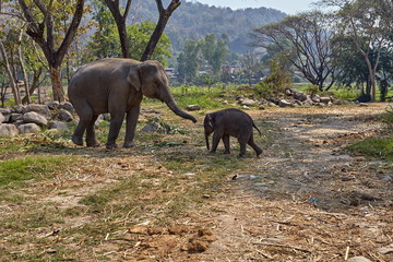 Elephant and her child - 182446982
