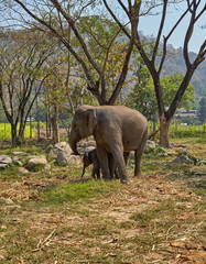 Elephant and her child - 182447317