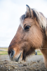 Horse head with mane in Iceland
