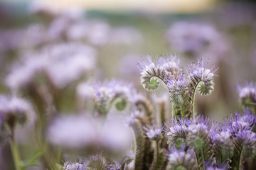 close up phacelia flower field full of bees pollinating
