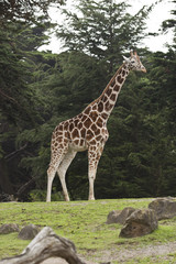 Standing Reticulated Giraffe