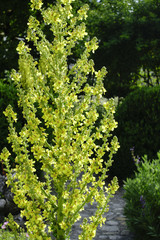 Common Mullein (Verbascum thapsus)