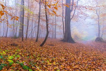 Siebengebirge Wald Landschaft im Herbst Morgennebel Deutschland 