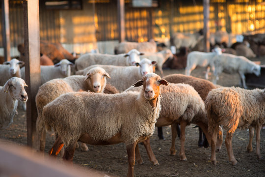 Herd of Sheep in the pen