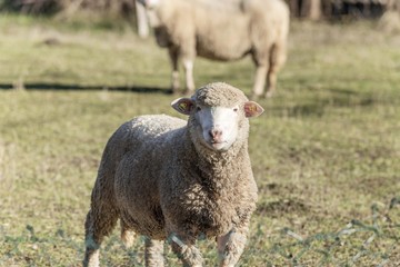 Obraz premium lamb sheep close up portrait
