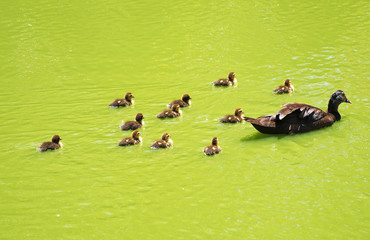 Duck with small ducklings in the pond.