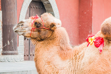 Pet Camel