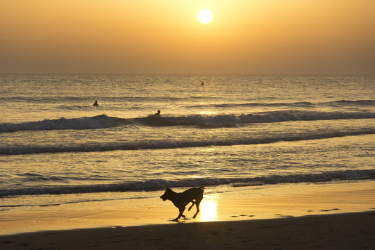 Perro en la playa