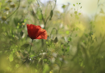 Fototapeta premium summer field.Red poppy blossoms in the field among a grass under the summer sun.