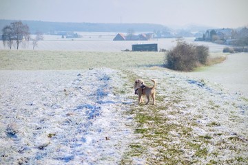go walkies down a snowy winter path