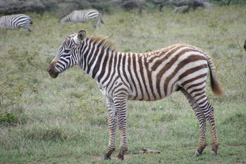 Fototapeta na wymiar Safari Afrika Kenia