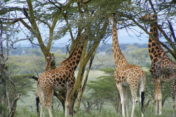 Safari Afrika Kenia