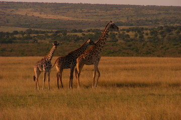 Safari Afrika Kenia