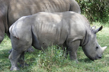 Obraz premium Safari Afrika Kenia