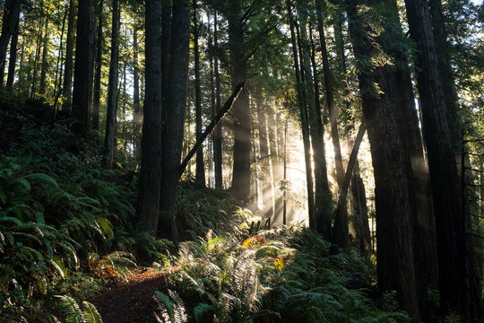 Mendocino Forest