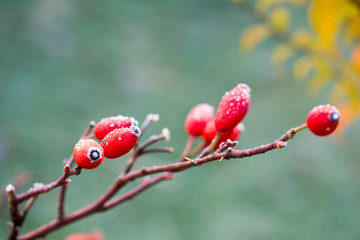 Blumen im Winter frostig - mit Schnee gefroren raureif