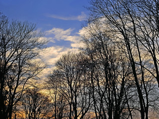 Tops of trees at twilight