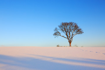 Winter landscape with tree.