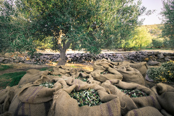 Harvested fresh olives in sacks in a field in Crete, Greece for olive oil production.