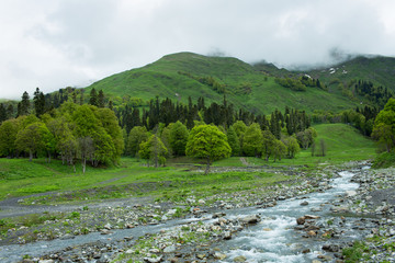 Mountain river in the forests of Abkhazia