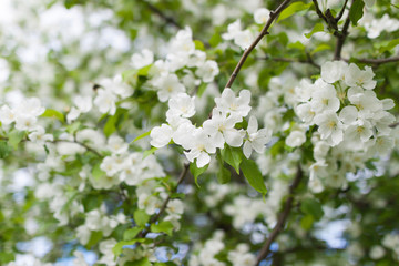 Blooming apple in spring. White flowers on a tree in a spring clear day.