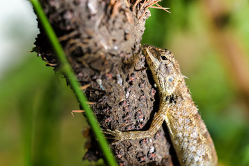 Thai native lizard or chameleon