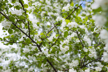 Blooming apple in spring. White flowers on a tree in a spring clear day.