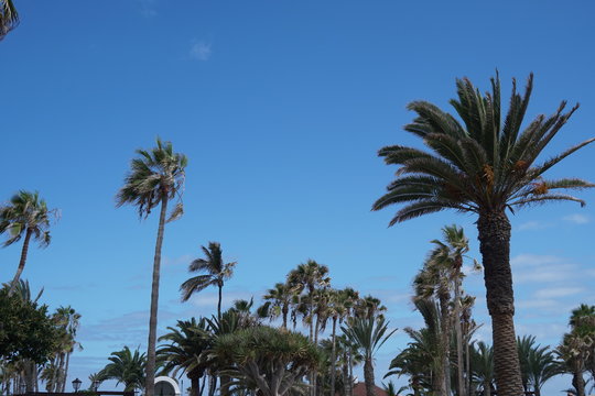 Palmen an einer Promenade vor blauem Himmel