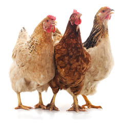 Trois poulets bruns.