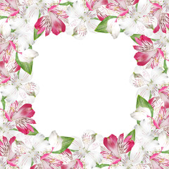 Beautiful floral background of white and pink alstroemerias