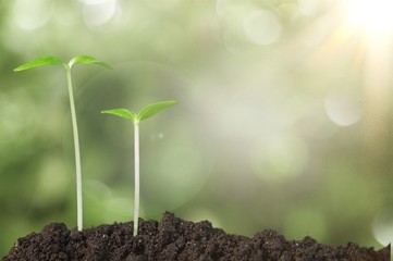 Plant.