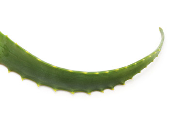 Leaf of aloe.