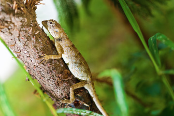 Thai native lizard or chameleon