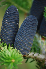 black pine cone