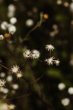 Dry Twigs Of A Plat With Seeds Blown Away Autumn Fall Concept 