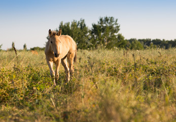 Foal grazing on the grass