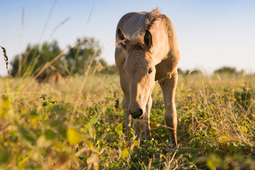 Foal grazing on the grass