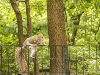 Sciurus carolinensis, common name eastern