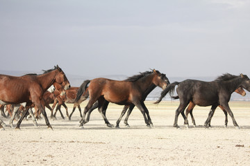a plain with beautiful horses in sunny summer day in Turkey. Herd of thoroughbred horses. Horse herd run fast in desert dust against dramatic sunset sky. wild horses 