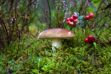 Mushroom in nature