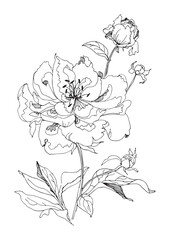 Beautiful peonies (tripped flower and bud) on stem with leaves. Vector illustration.