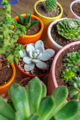 Variety of Succulents  in different  pots