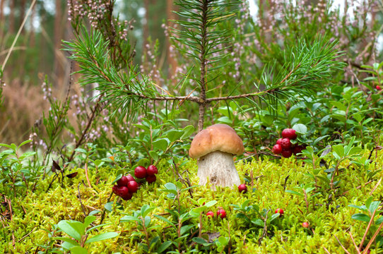 Mushroom in wild forest
