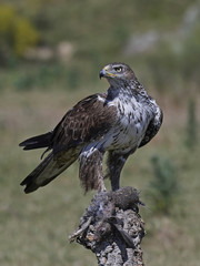 Bonellis eagle (Aquila fasciata)