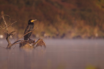 Grand cormoran dans la brume matinale
