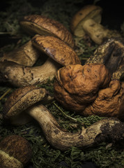 Leccinum mushrooms on green leaves